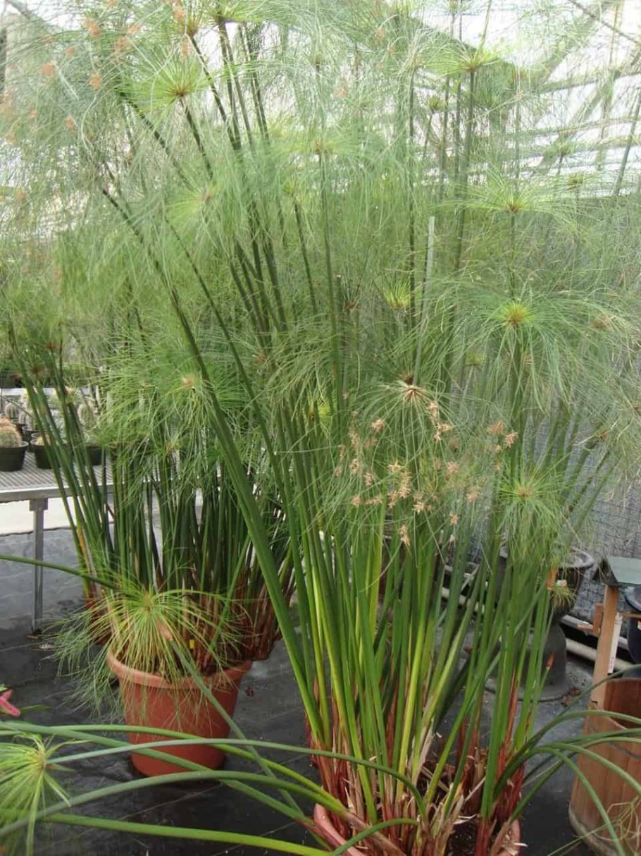 Пальма циперус