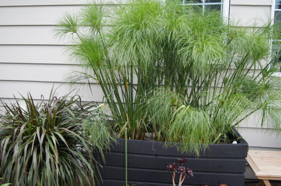 Цветок циперус Папирус