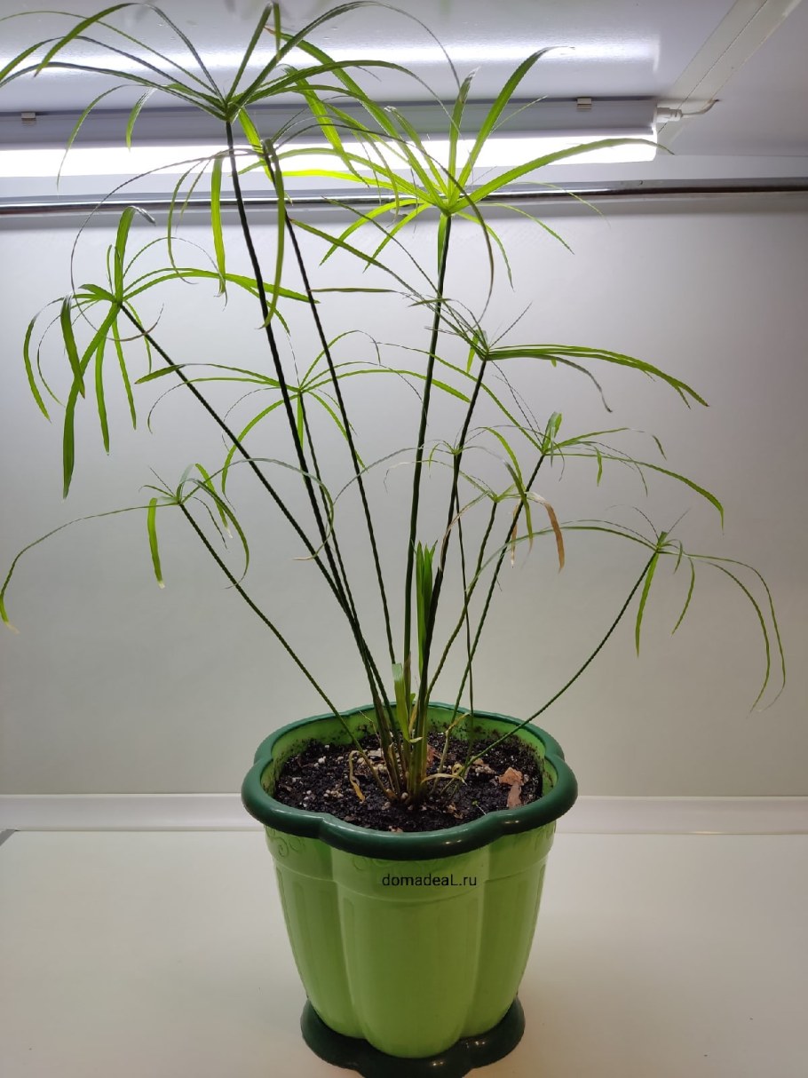 Циперус комнатное растение