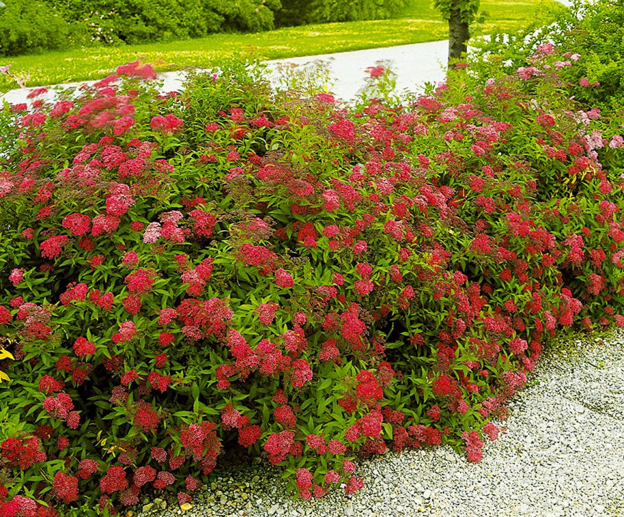 Спирея Антони Ватерер