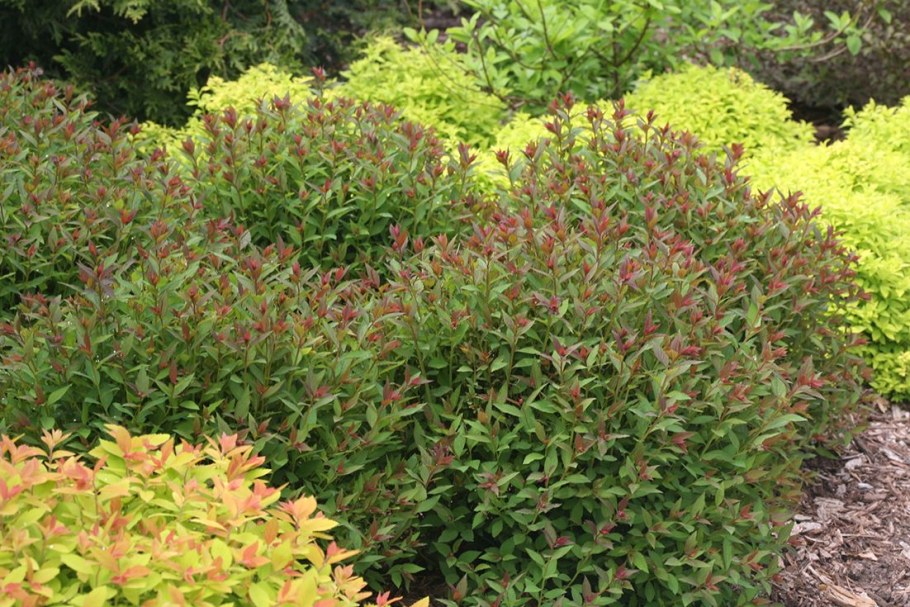 Спирея японская Дабл плэй Артисан