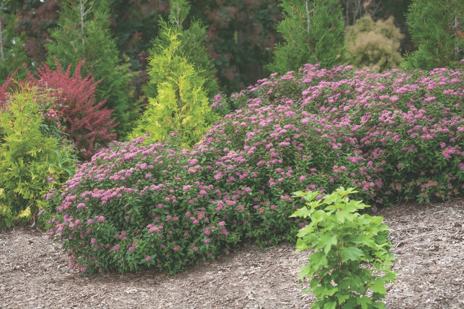 Спирея Froebelii