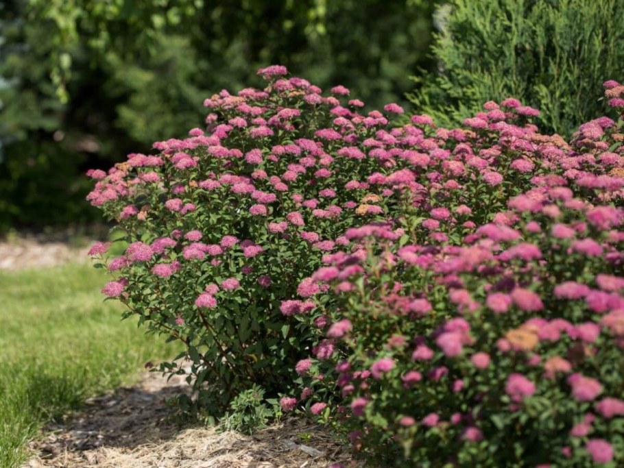 Спирея японская Бумальда