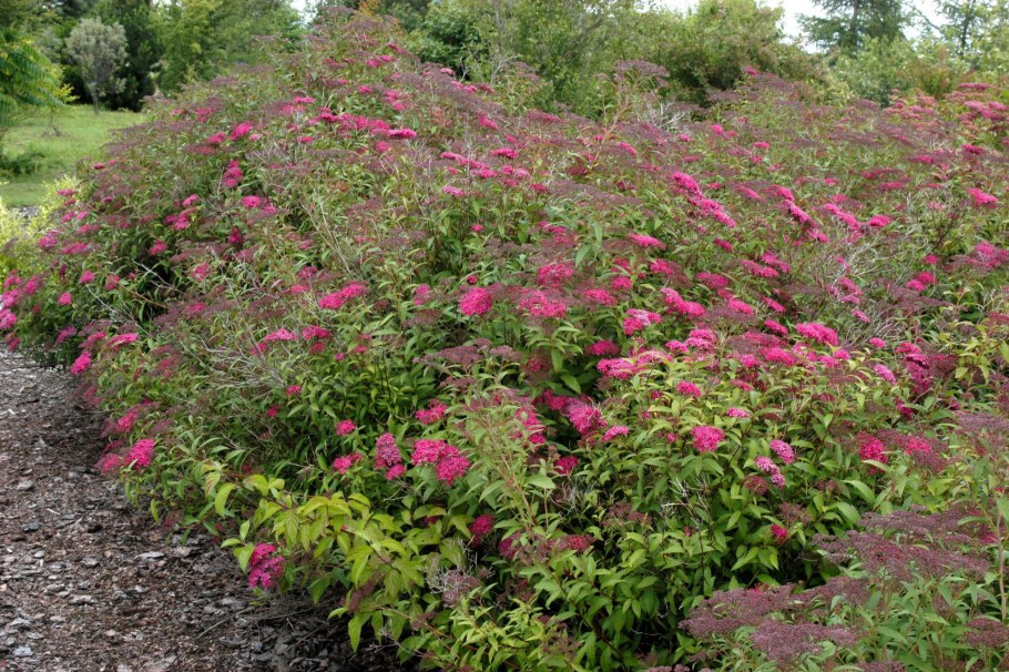 Спирея дартс ред