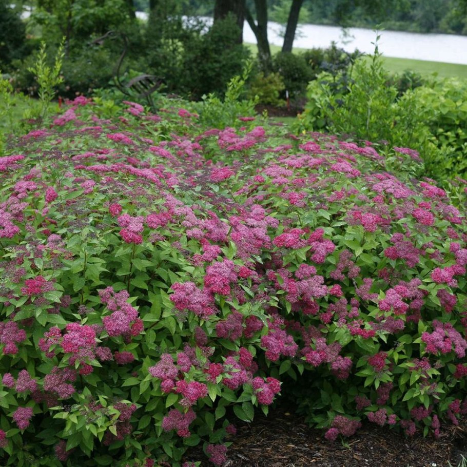 Спирея японская Spiraea japonica crispa