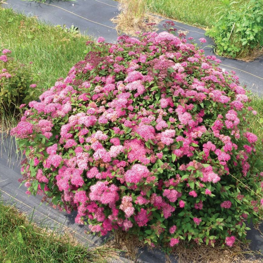 Спирея березолистная Pink Sparkler