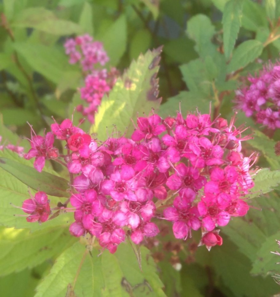 Спирея японская дартс ред фото