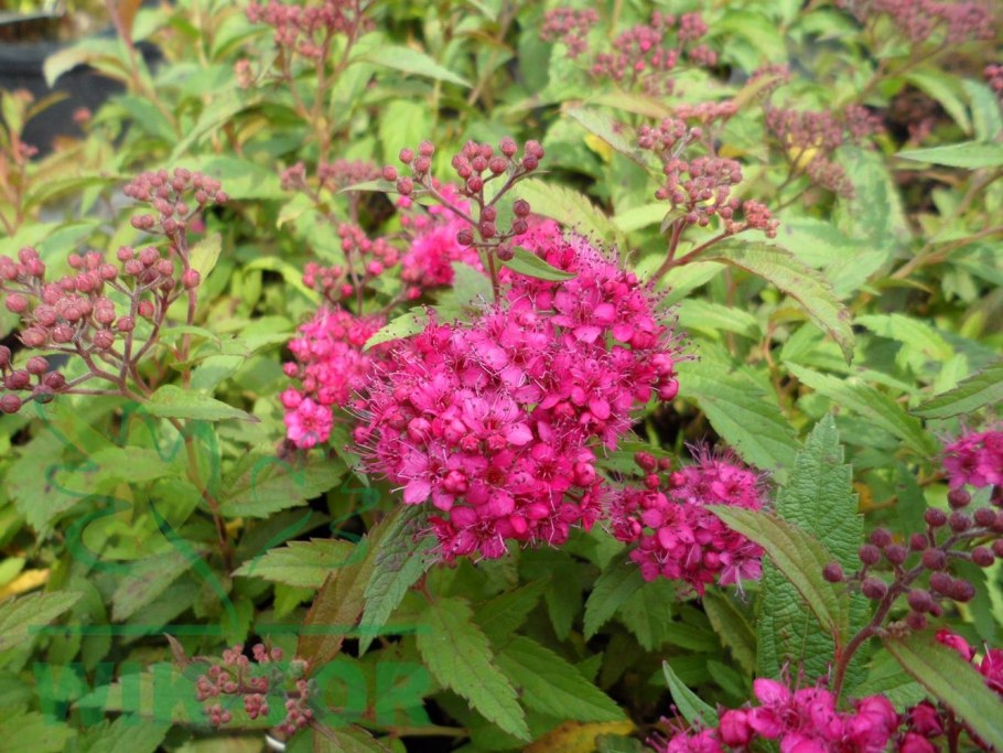 Спирея японская 'Darts Red'