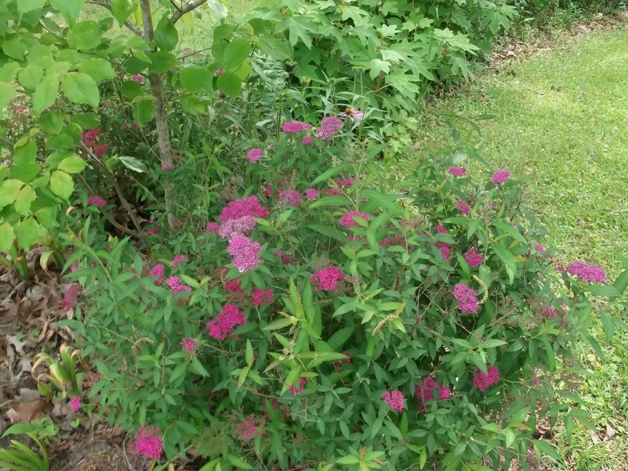 Спирея японская Country Red