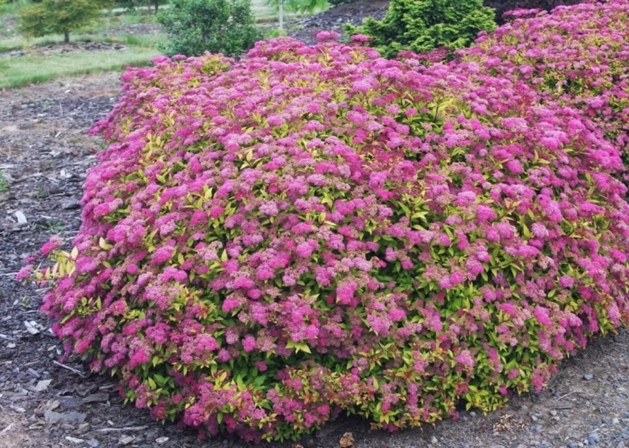 Спирея Криспа