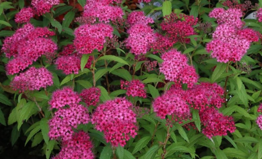 Спирея Dart&#96;s Red