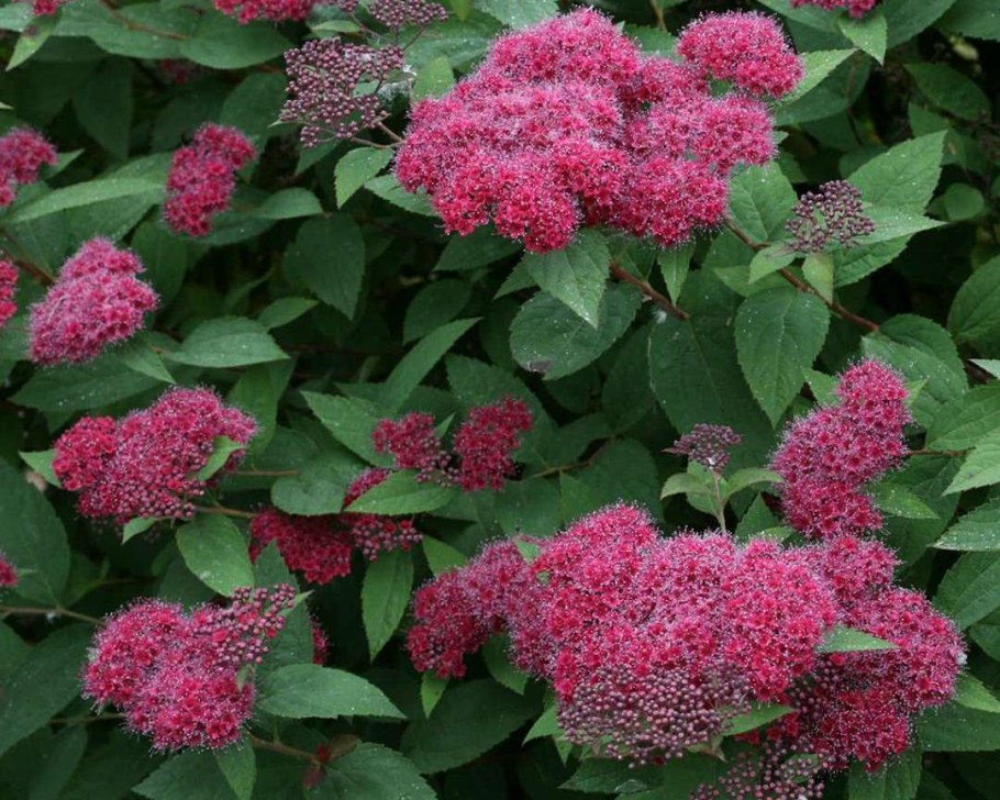 Спирея японская Country Red