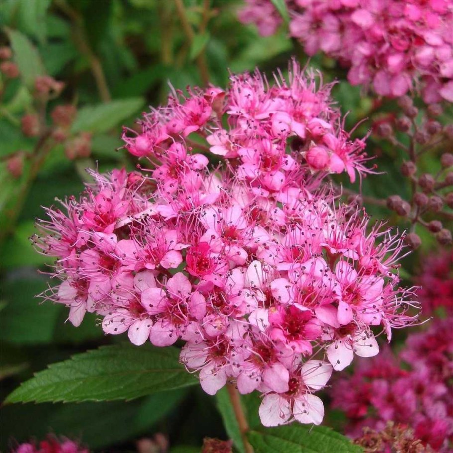 Спирея дартс ред