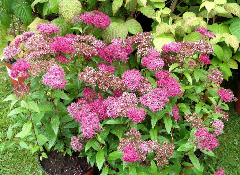 Спирея японская 'Darts Red'