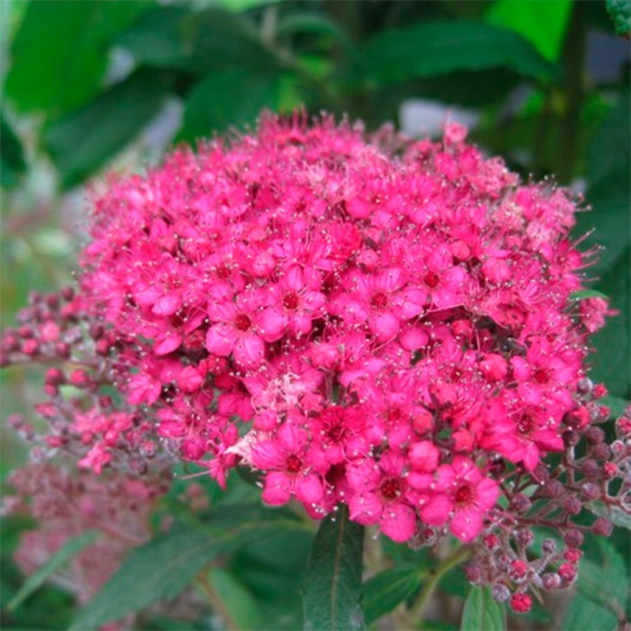 Спирея японская Кантри ред