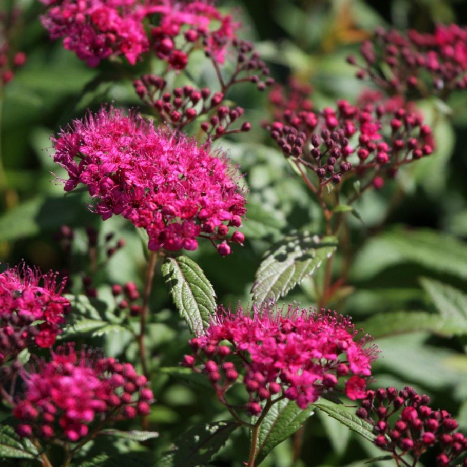 Спирея японская Фробеля