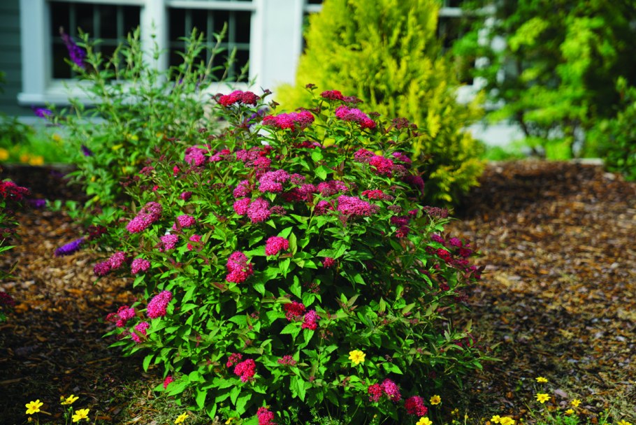 Спирея Дабл плей ред