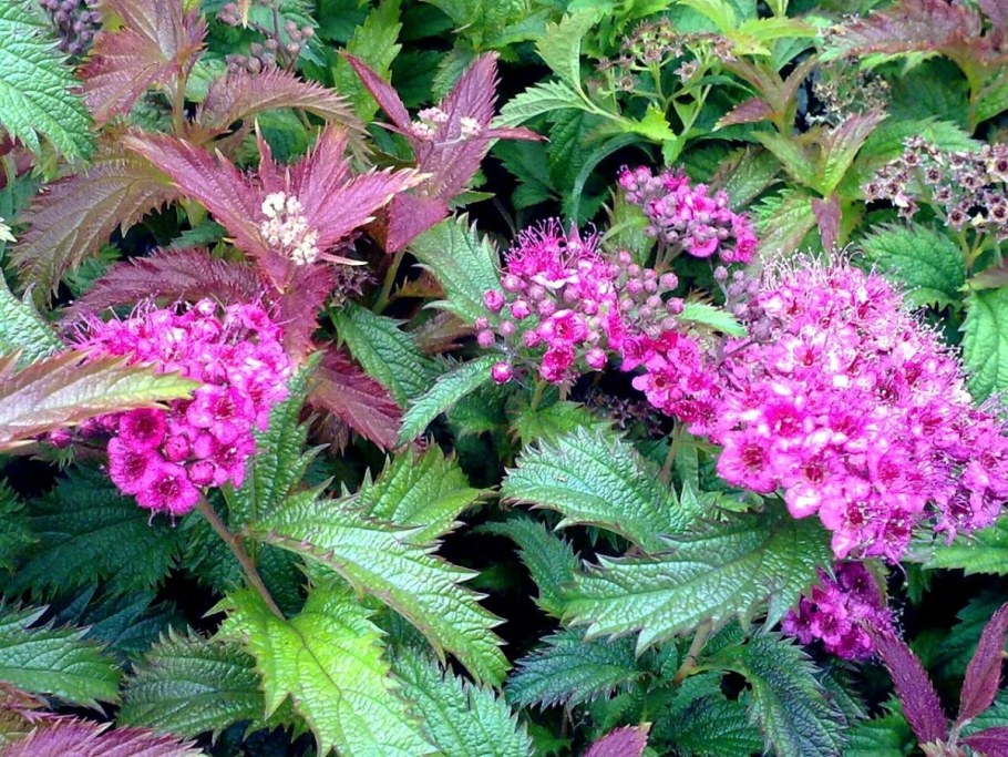 Спирея японская Криспа (Spiraea japonica crispa)