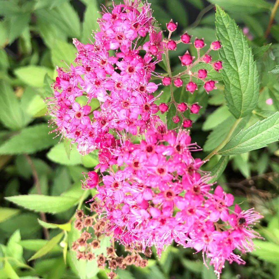 Спирея Бумальда 'Darts Red'