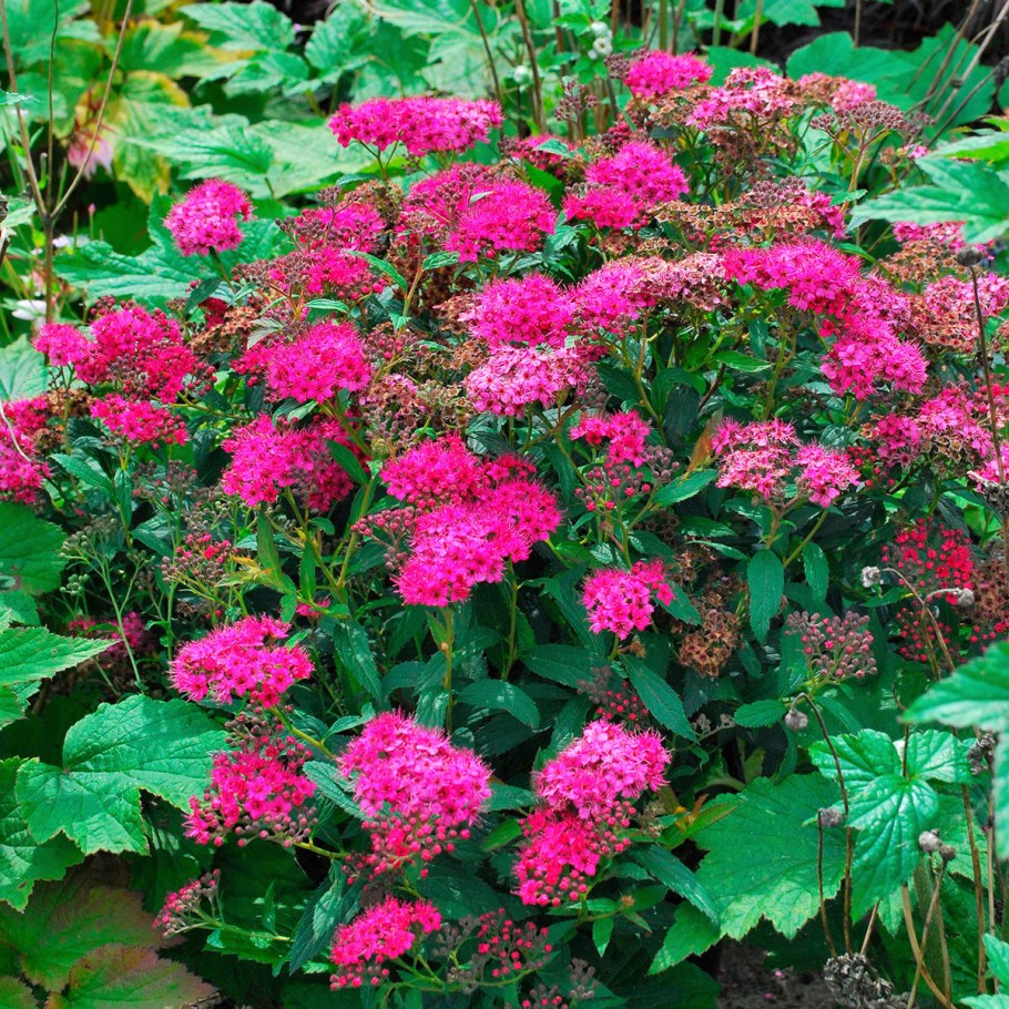 Спирея жнтониватерери