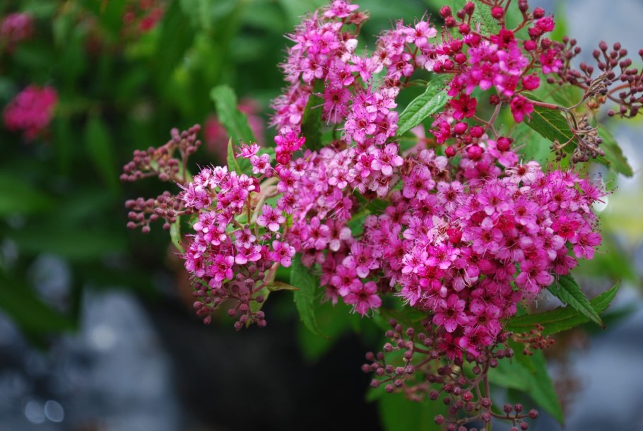 Спирея Зигунерблют