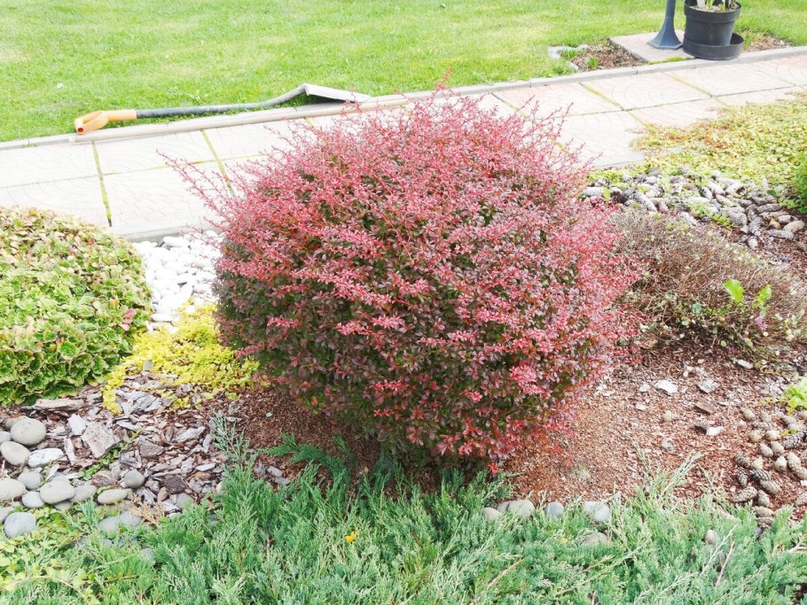 Спирея японская дартс ред