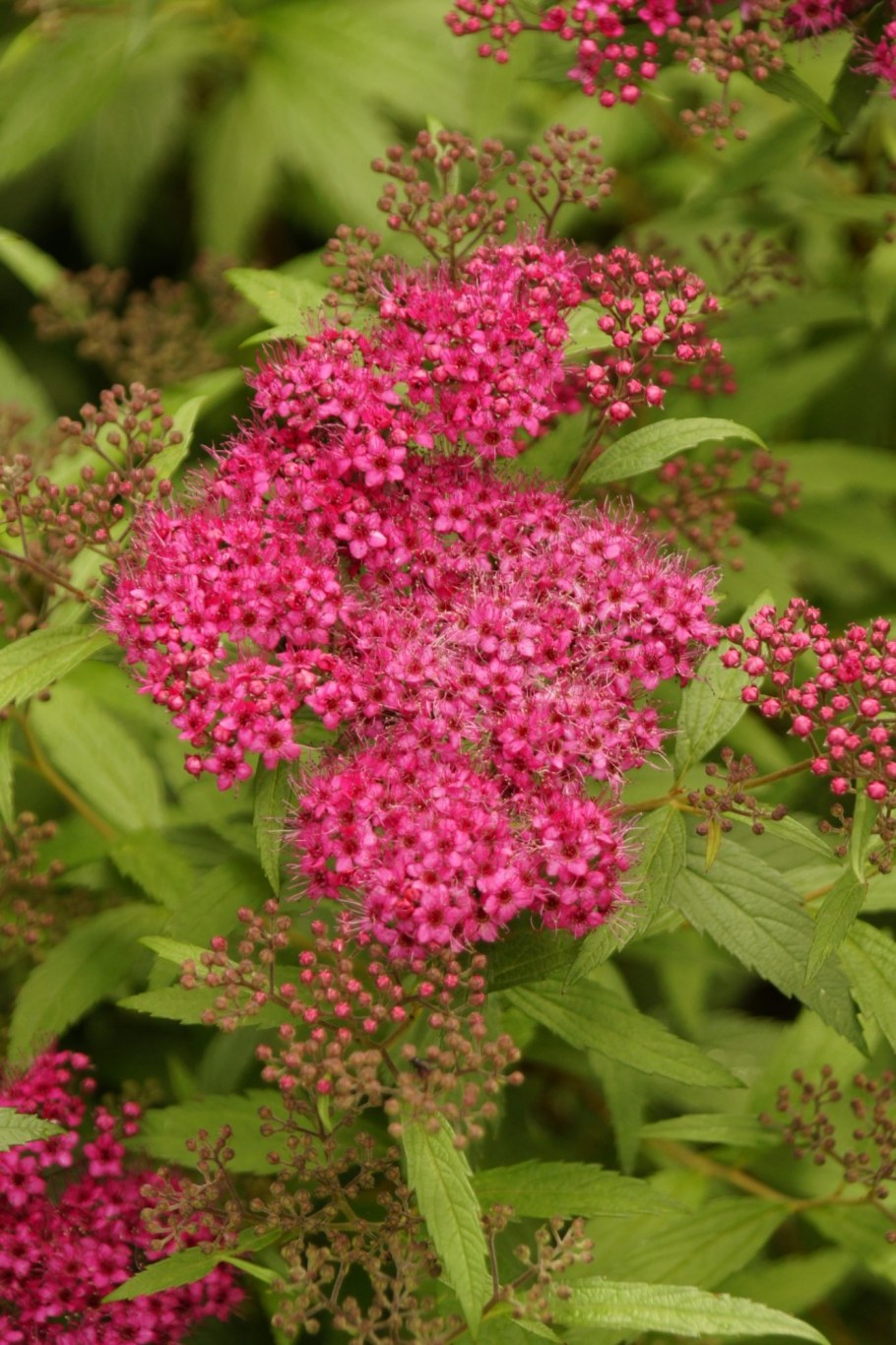 Спирея японская дартс ред