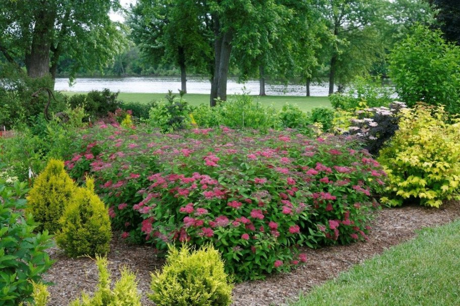 Спирея японская Кантри ред