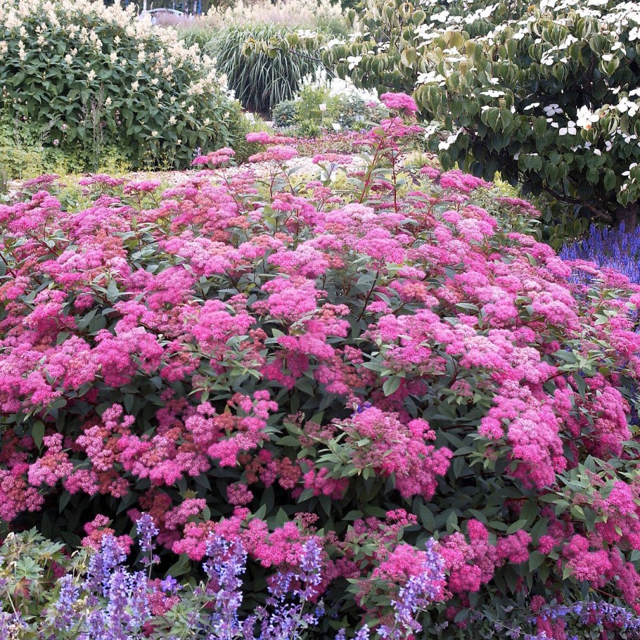 Спирея японская Фробеля