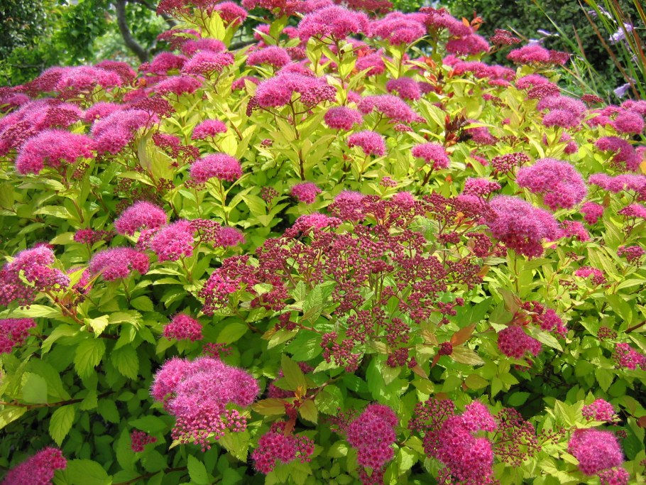 Спирея японская (Spiraea japonica &#96;Golden Princess&#96;)