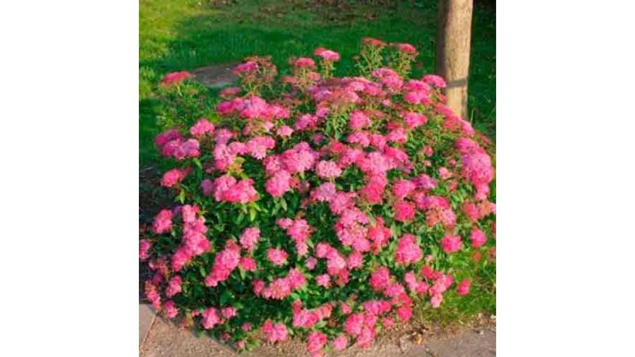 Спирея японская Антони Ватерер