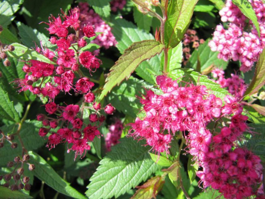 Спирея японская 'Darts Red'