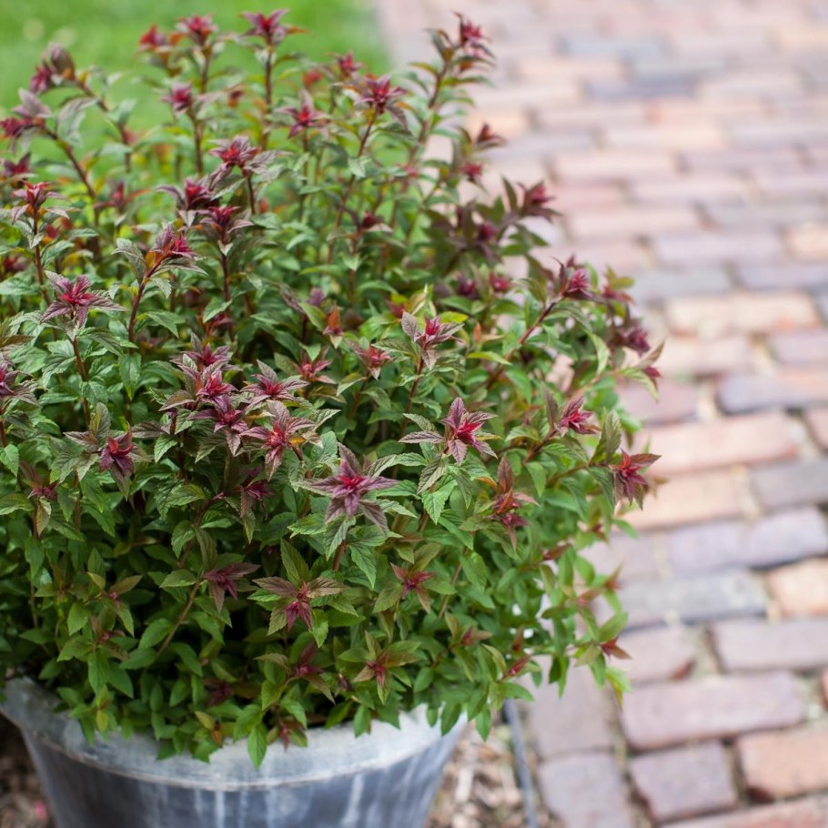 Спирея японская суперстар