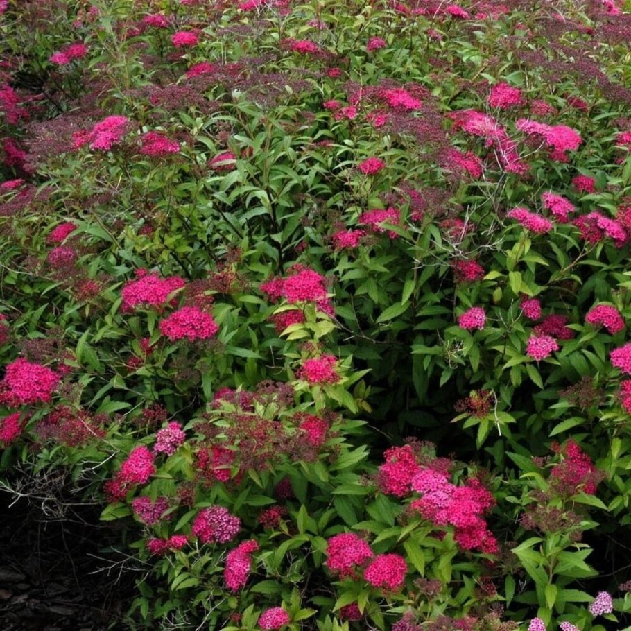 Спирея японская Файерлайт