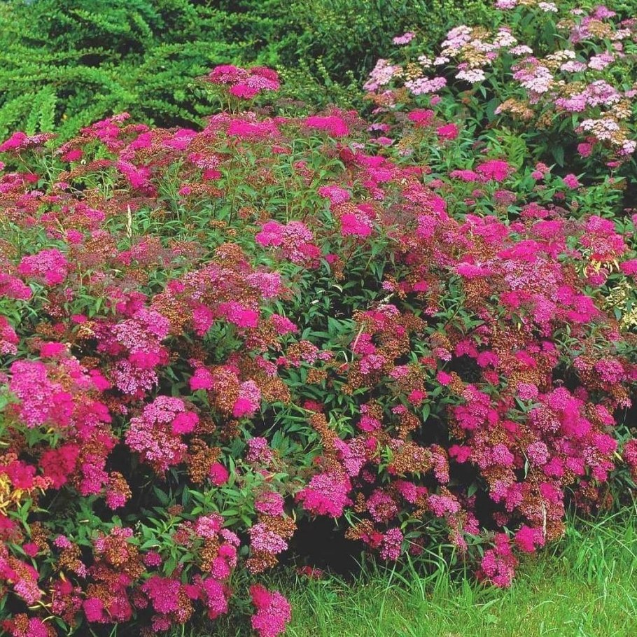 Спирея Энтони Ватерер