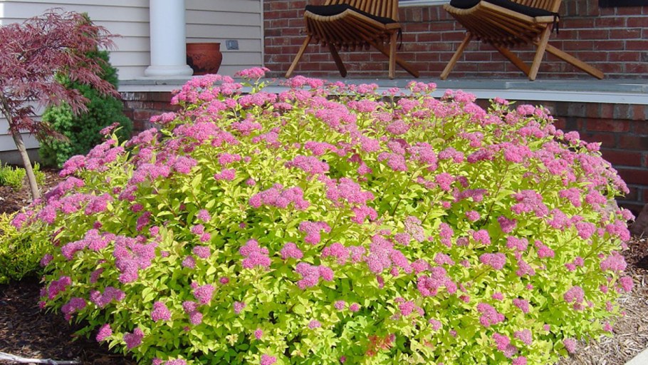 Спирея японская Голден принцесс