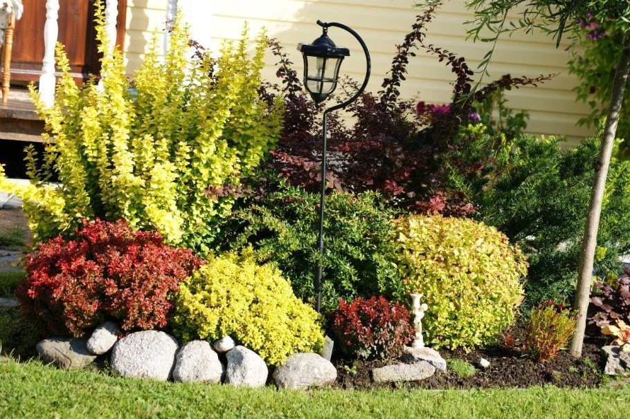 Барбарис Coronita