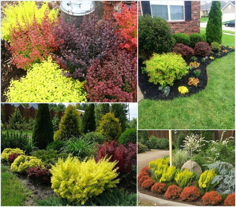 Барбарис Тунберга Тунберга Aurea