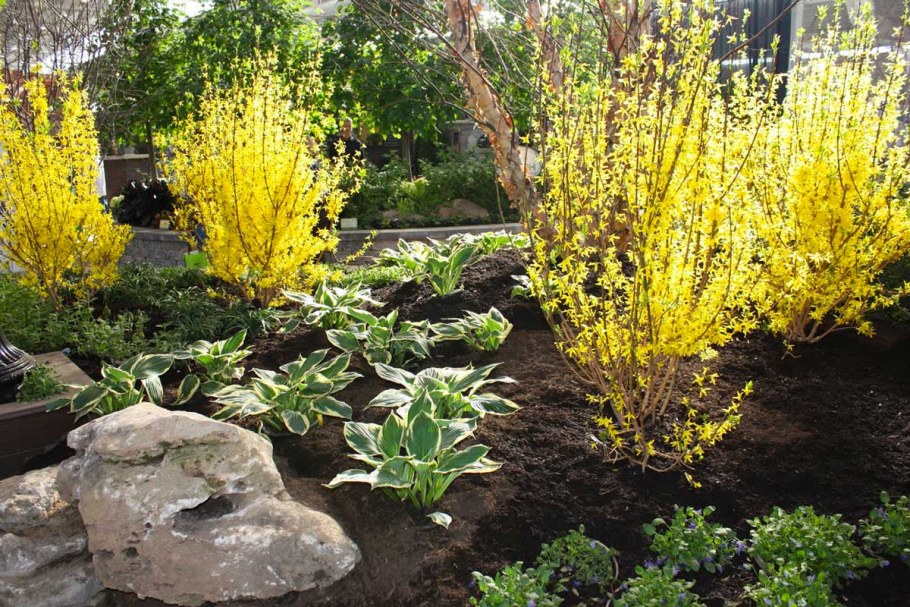 Форзиция (форсайтия)