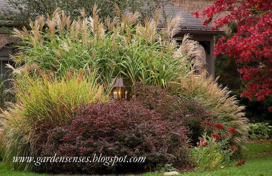 Барбарис, спирея, пузыреплодник