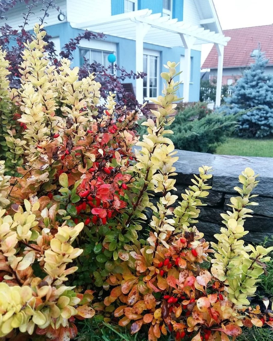 Барбарис Тунберга Limoncello