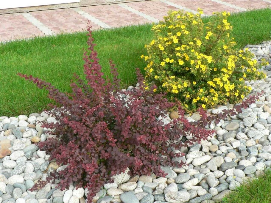 Барбарис Тунберга Мария в ландшафте