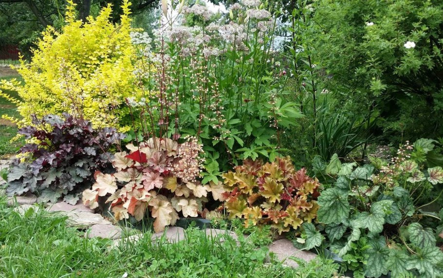 Гейхера Хоста спирея