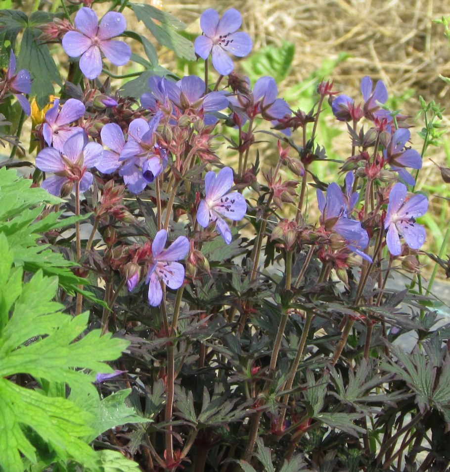 Герань Луговая Блэк Бьюти (Geranium Black Beauty)