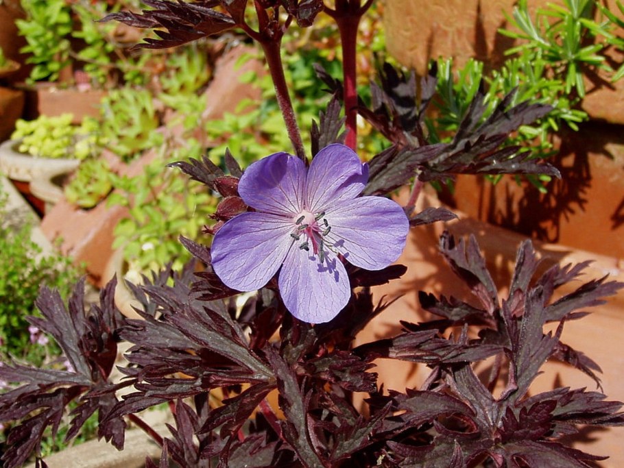 Герань Луговая 'Hocus-Pocus' /Geranium praténse 'Hocus-Pocus'/