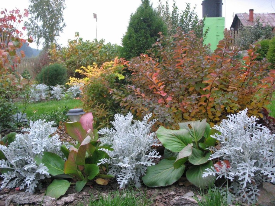 Барбарис, спирея, пузыреплодник