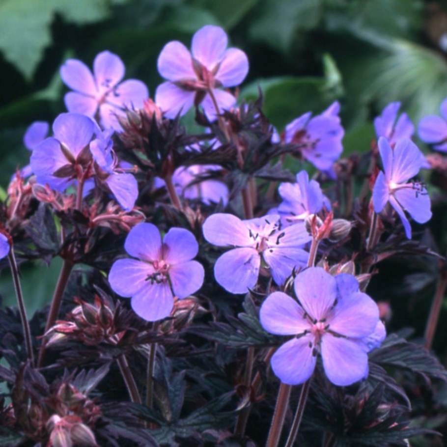 Герань Луговая Блэк Бьюти (Geranium Black Beauty)