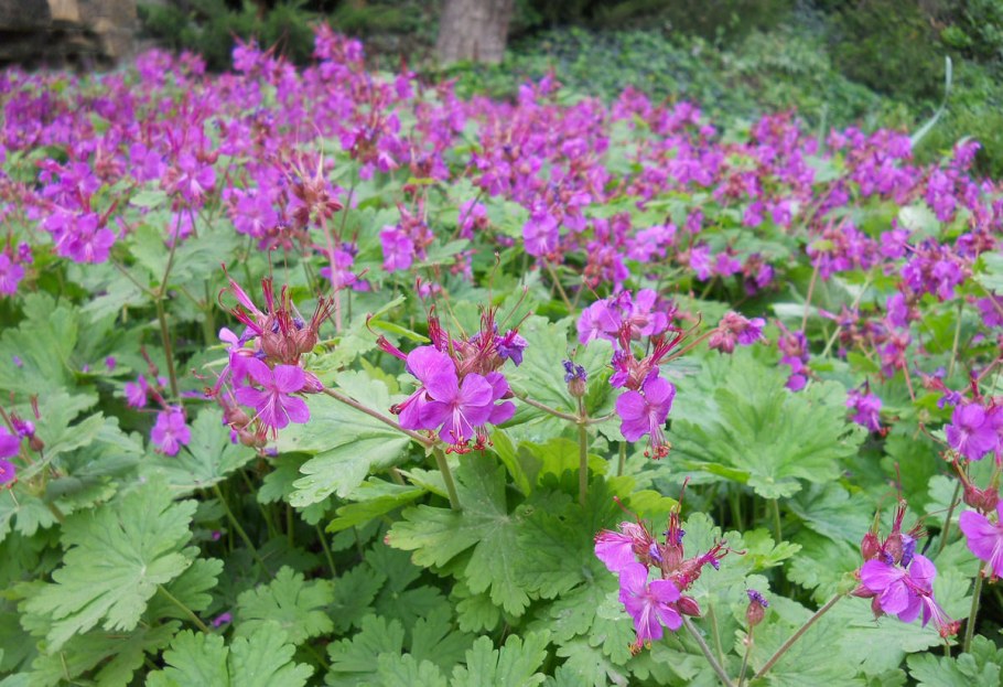 Герань крупнокорневищная Geranium macrorrhizum