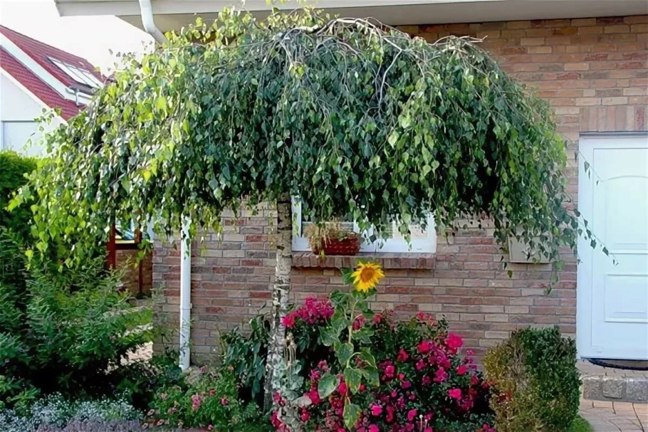 Шелковица плакучая Пендула