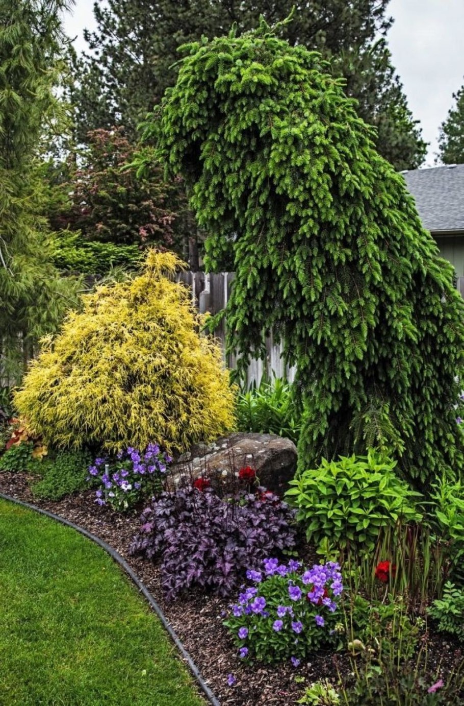 Ель Сербская Пендула